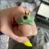 Shop Lena Jade Princes Frog Ring Rings